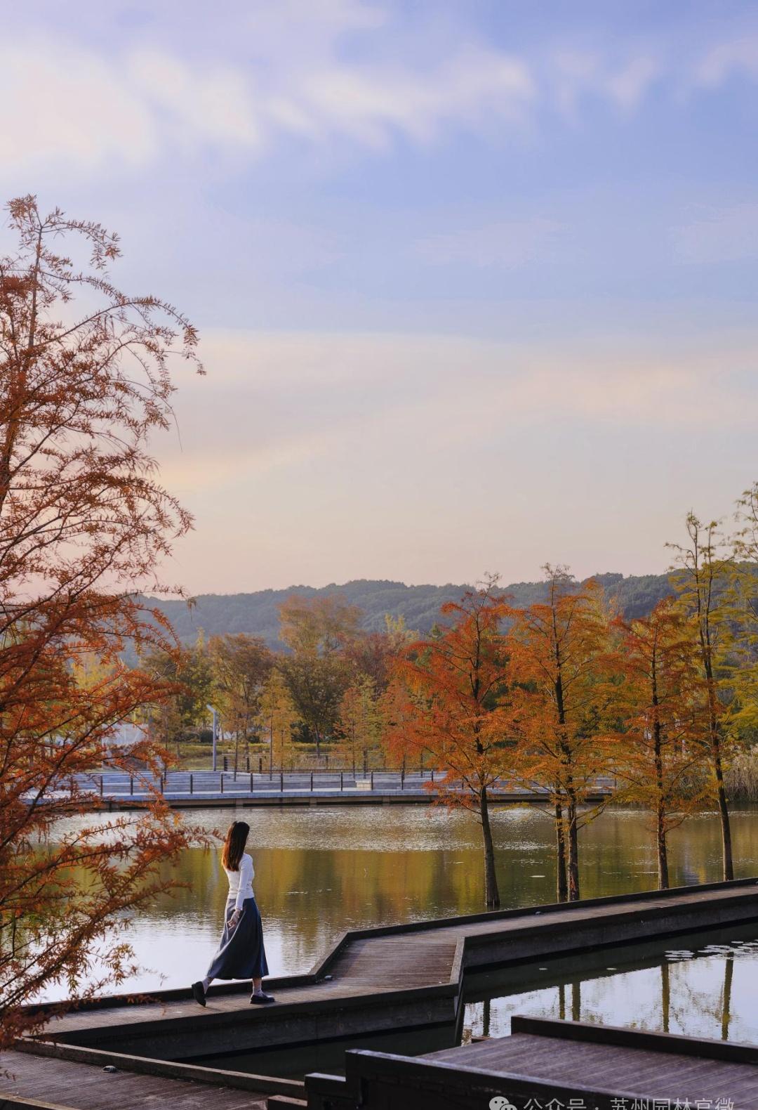 【上方山国家森林公园，池杉栈道，梦幻秋景】
上方山的秋景主打“自然野趣”，湿地、