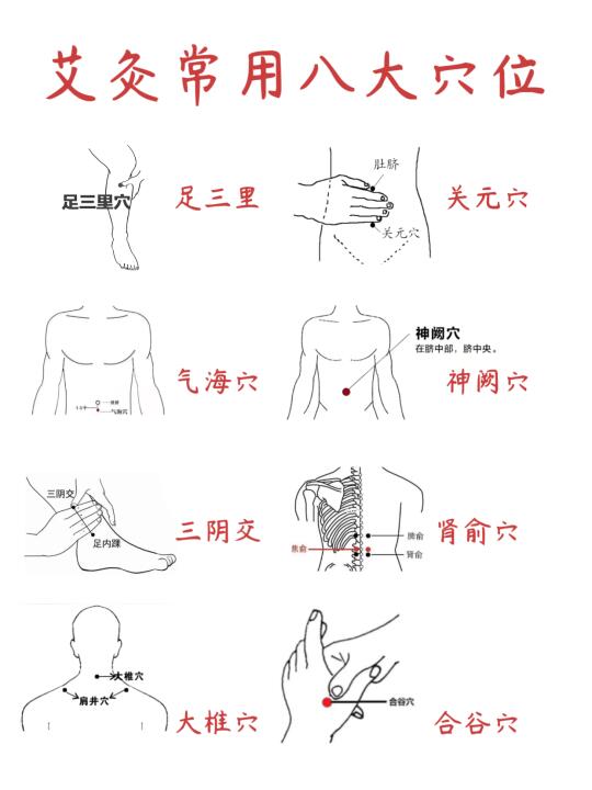 艾灸这8个穴位，养苼小白也能轻松上手！