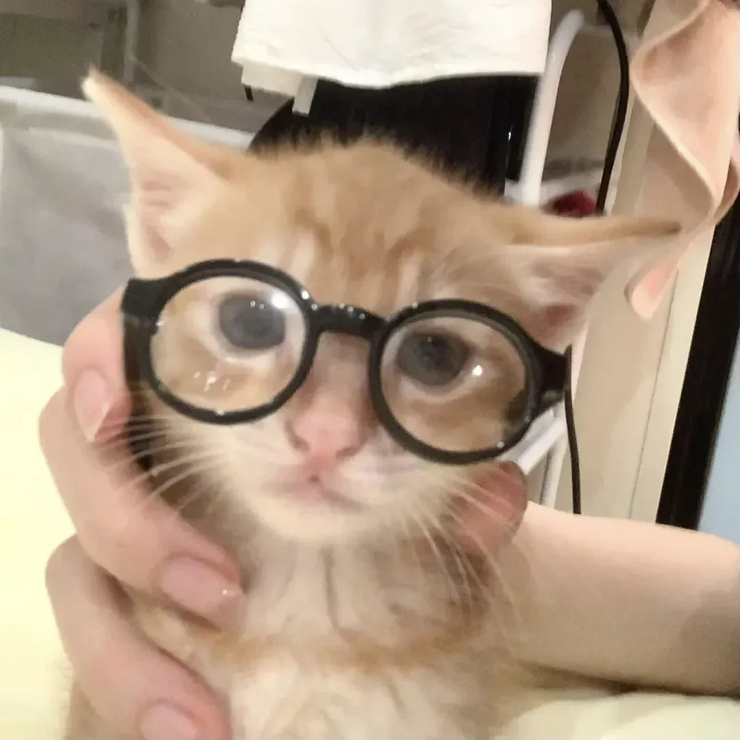 休想逃出本喵の爪爪ฅฅ｜小猫头像 