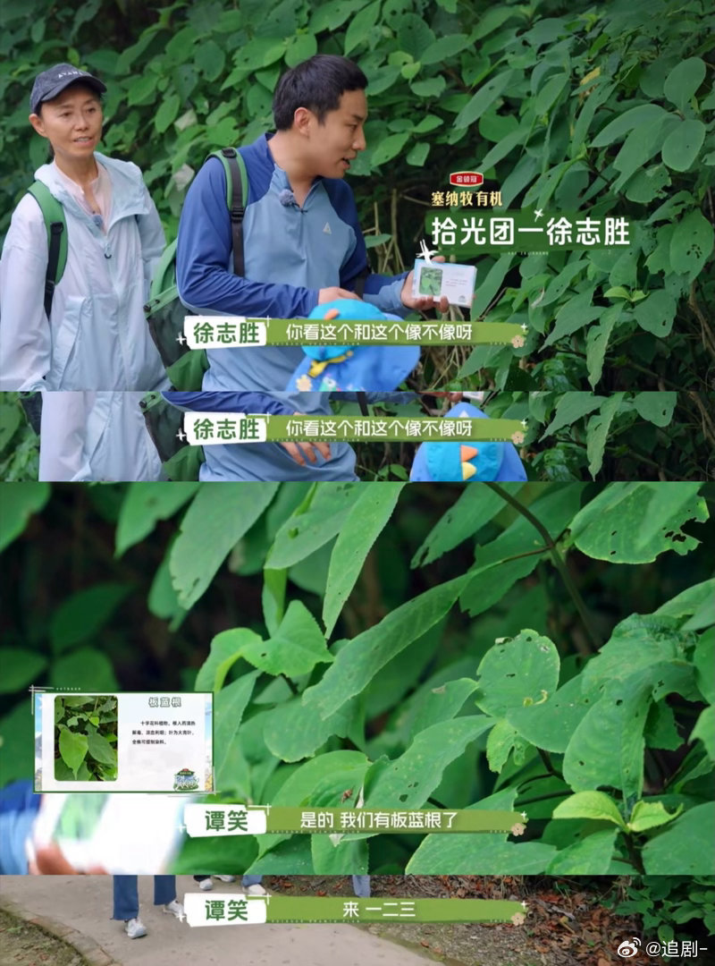 大人教孩子诚实自己却抄近道 亲子任务找板蓝根，徐志胜发现黑胶布遮挡的植物牌，撕开