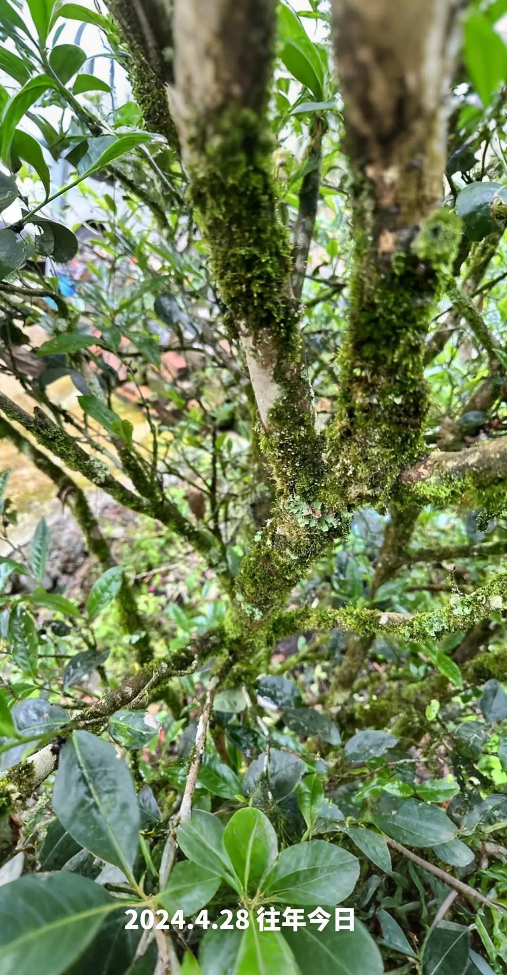 AI扩图 植物科普 大自然的馈赠 普耳古树