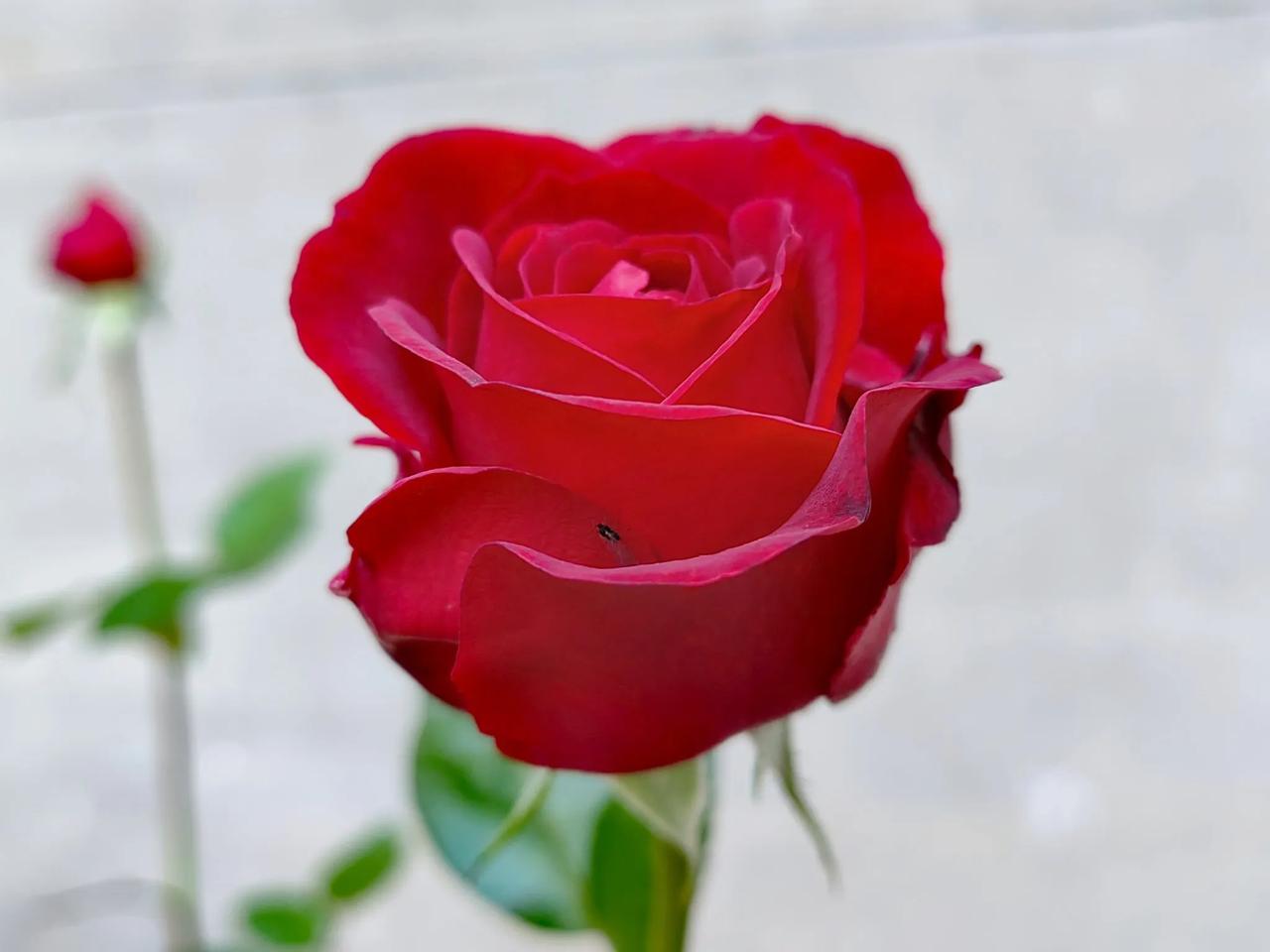 #秋日生活打卡季#
谁道秋色尽萧条，
​天高云淡艳阳照。
​金风吹过百花开，
​