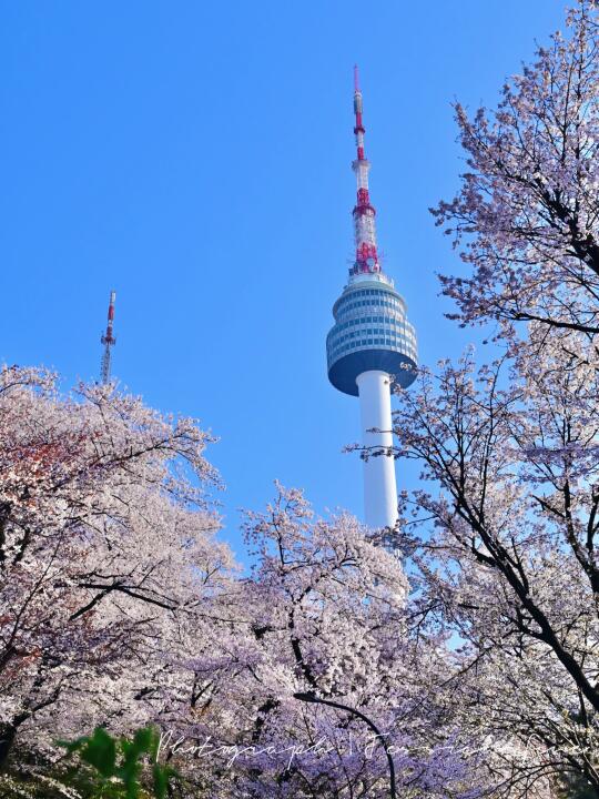 🇰🇷遇见你的那天 樱花开满南山🌸🍃