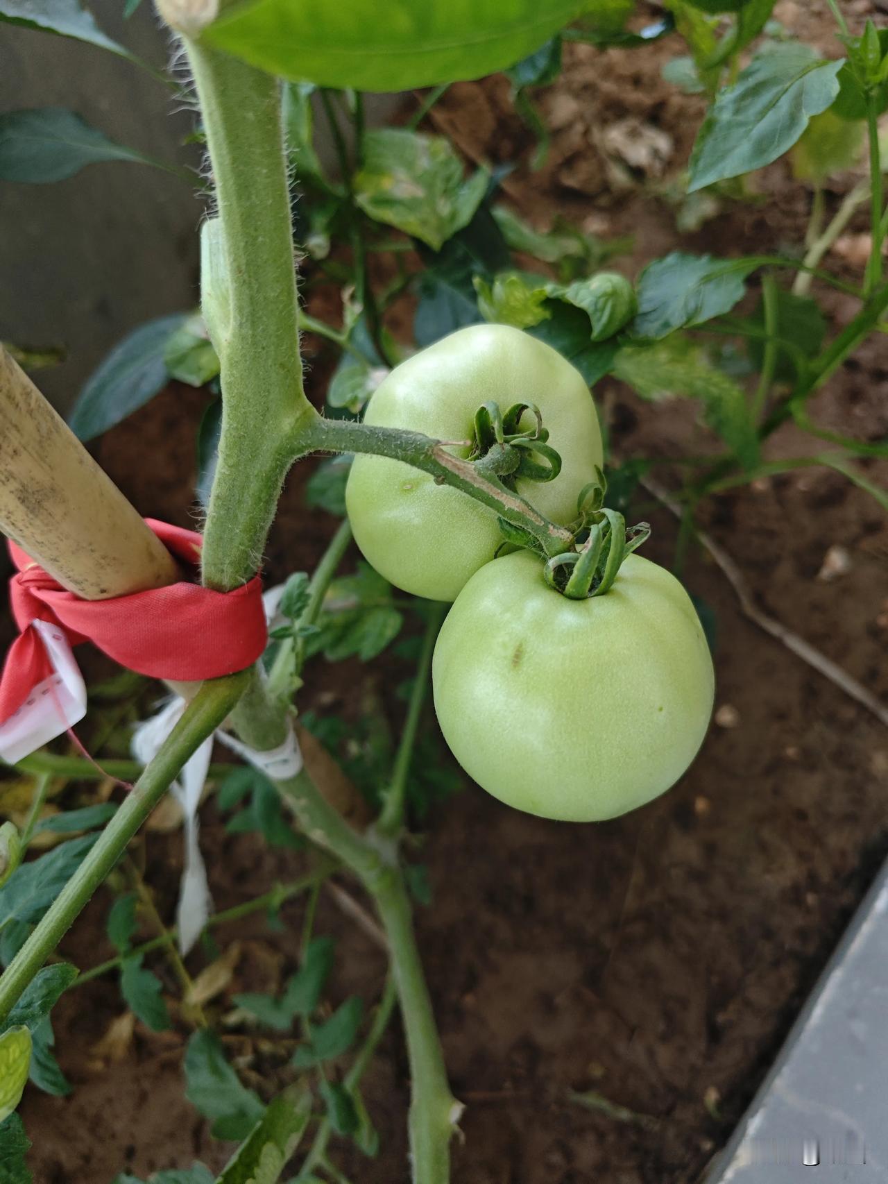 菜园俩番茄“遥遥领先”，

其他的还在开花，笑死

我家小菜园，有两个番茄格外争