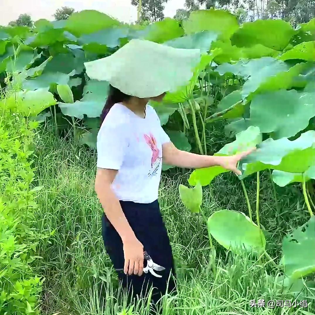 大家好！我家从事荷叶生意，眼下正值收购荷叶的时节，头条更新将暂停一个月。感谢大家