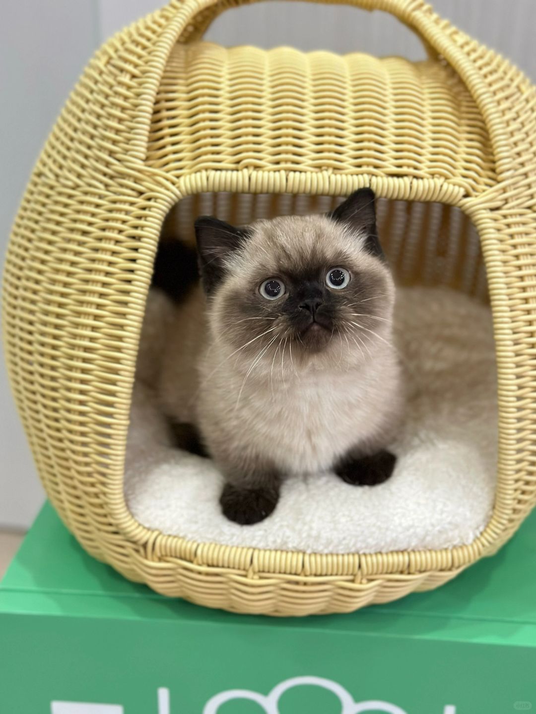 每天八百个人问它 重点色矮脚猫