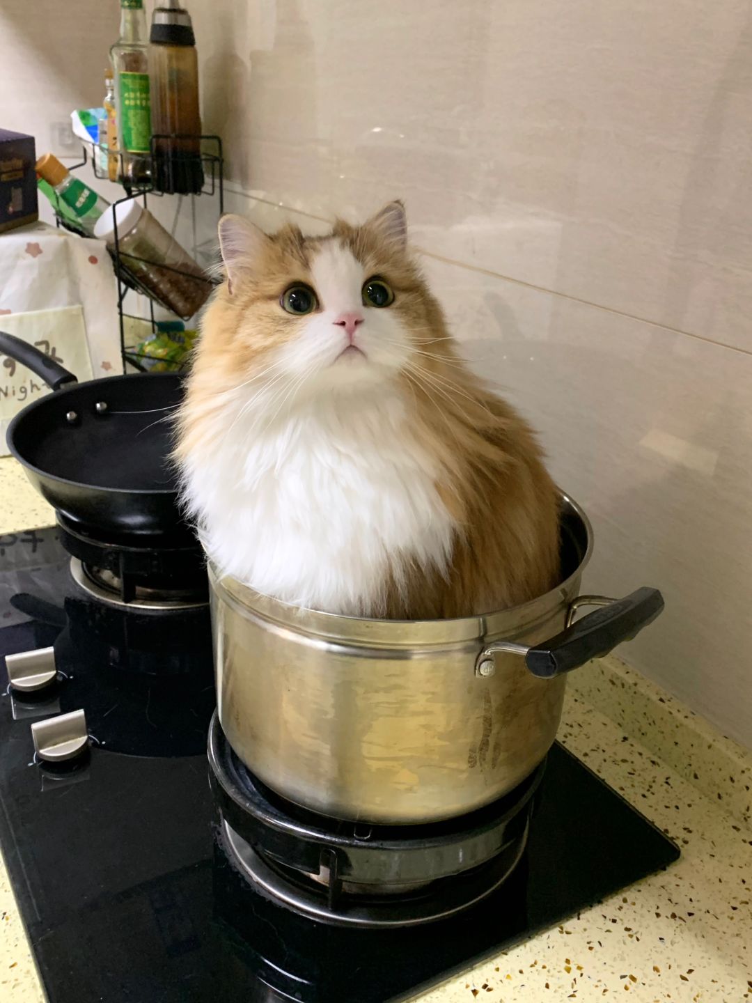 你怎么知道今天我家吃铁锅炖小猫