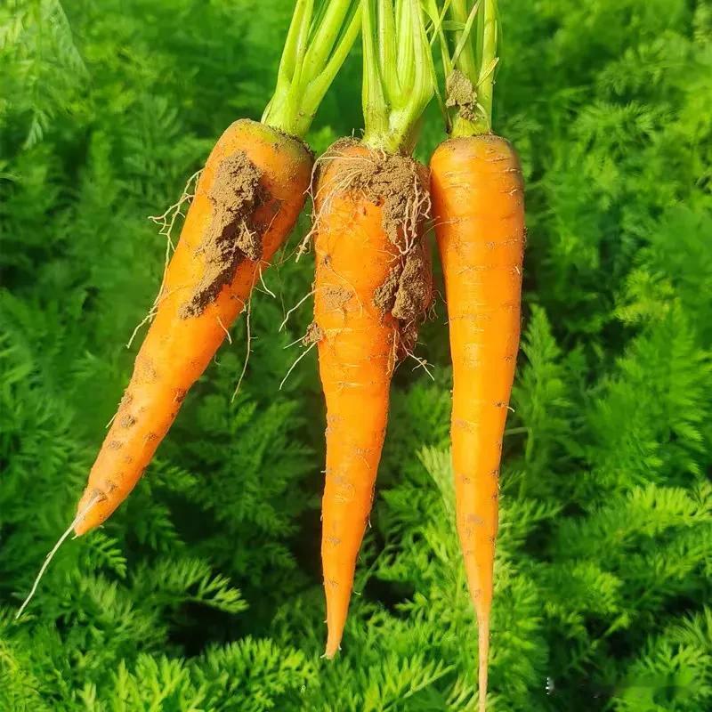 “干什么”，用你的家乡话怎么说抓了，有同频的吗