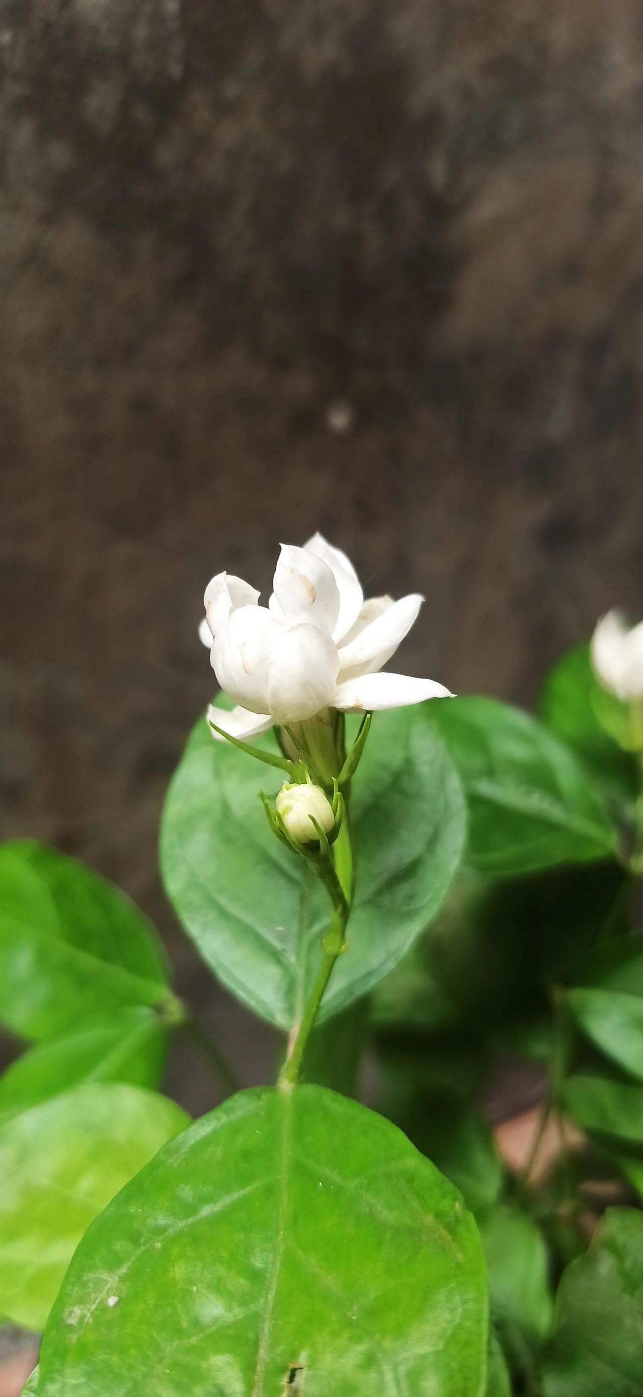 #夏日随手拍#
茉莉一如知我意，并从轩外送香来。

