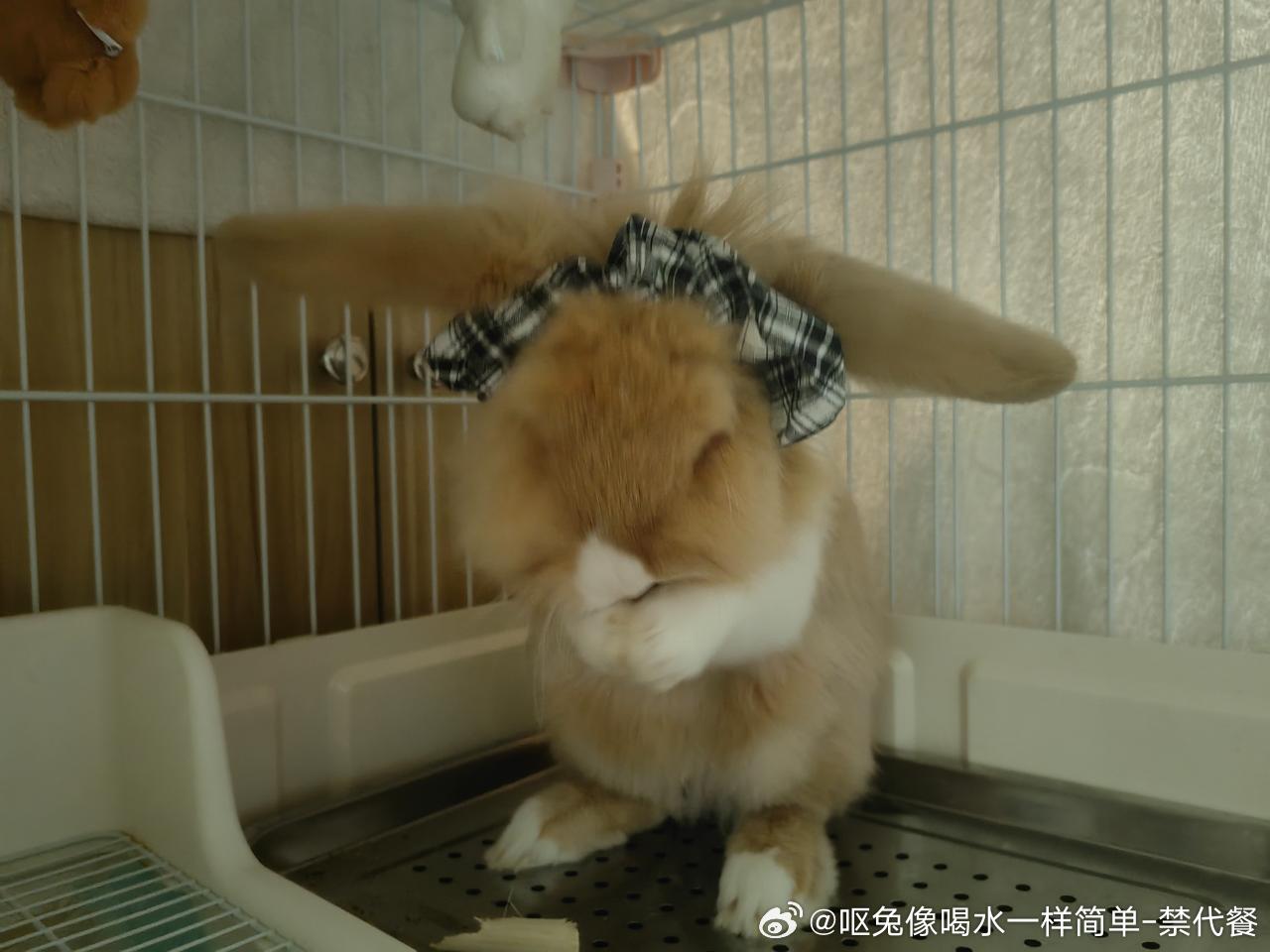 14141🐇【👸🐰】看得出来他是个公主👸🎶（朋友锐评：面包不是男孩子吗