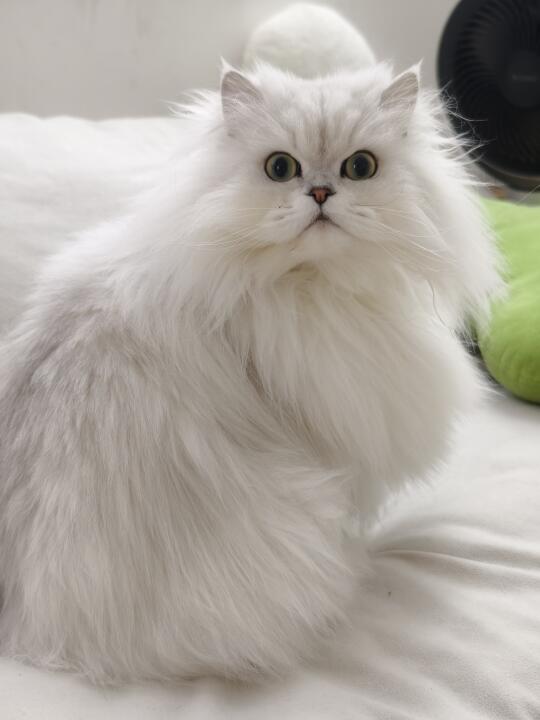 想向所有人分享我的小猫