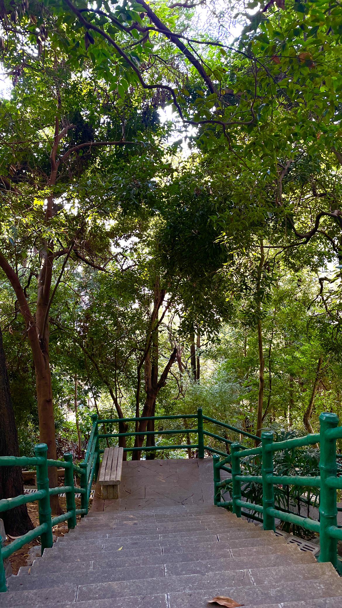 深圳的春节是一年中最舒服的
没有电🐔车少人少
鸟语花香，空气也非常好
这两天大