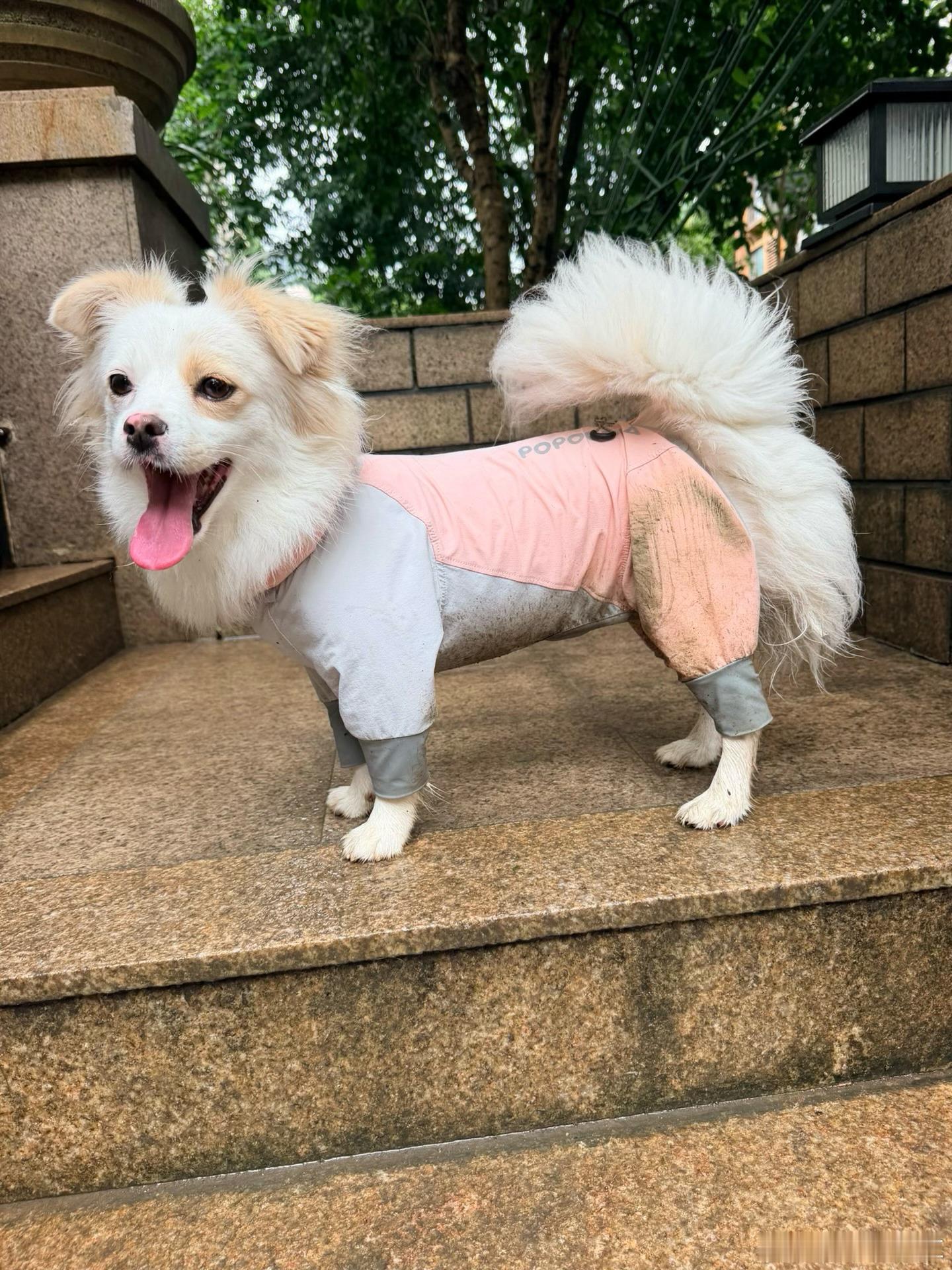 小飞羊来咯 