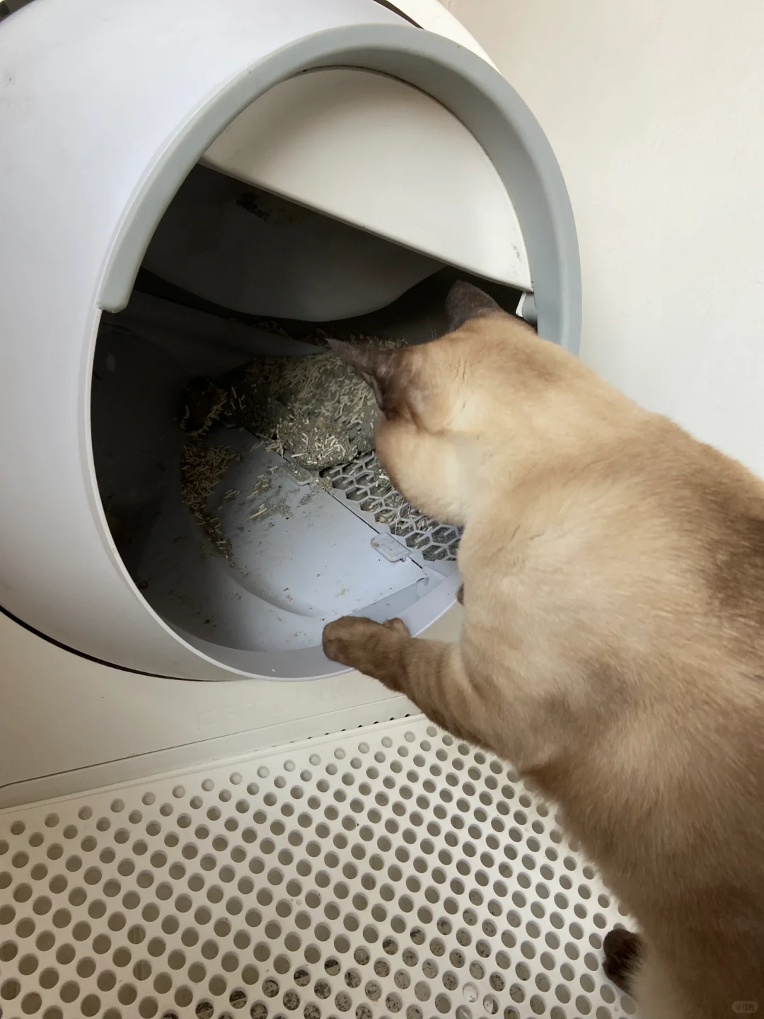 宝宝，电动猫砂盆要累💩了
