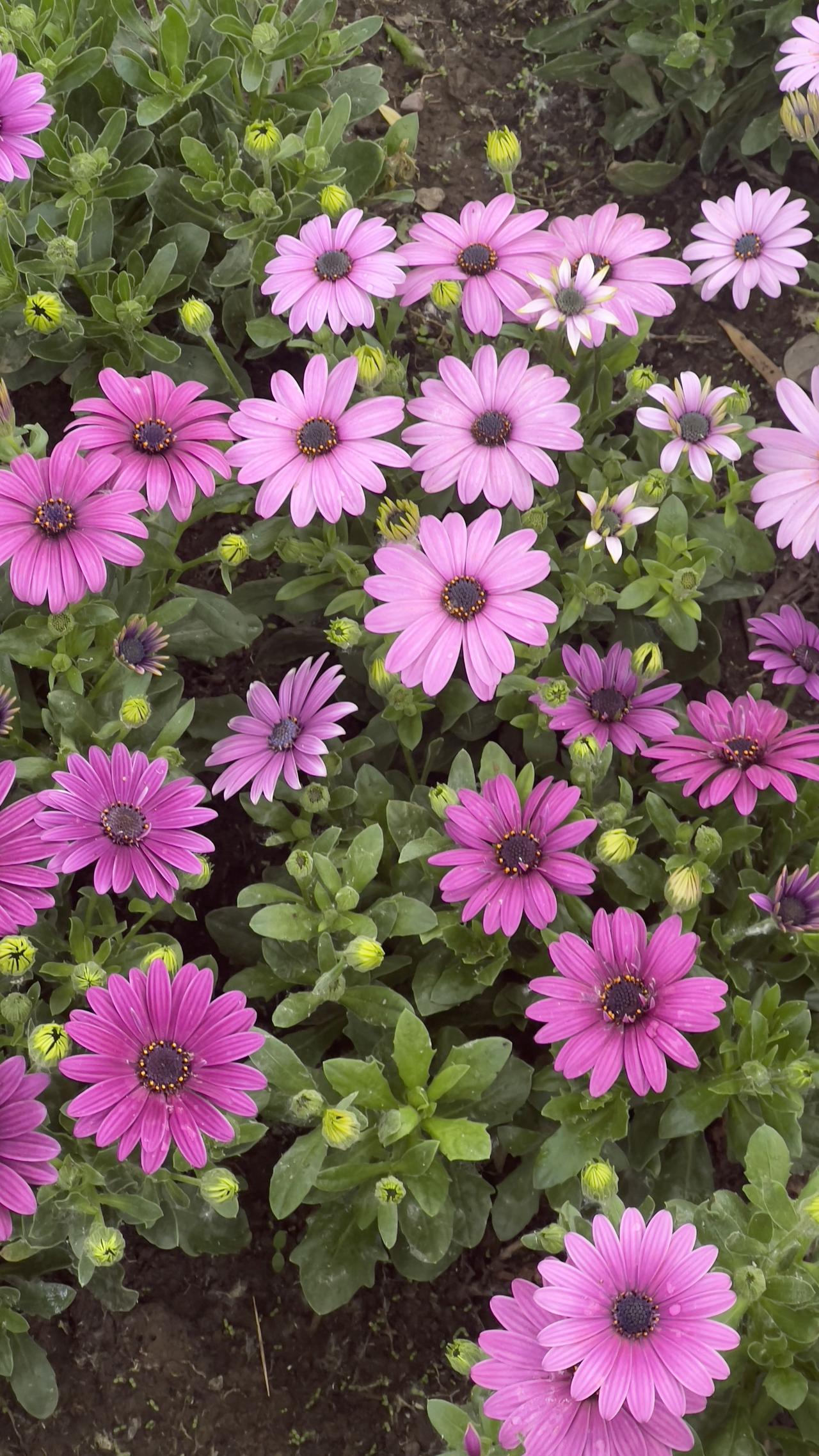 随手拍美景菊花分享迷人的小菊花，美丽绽放，花海中的梦幻之舞。晒图笔记大赛 春日赏