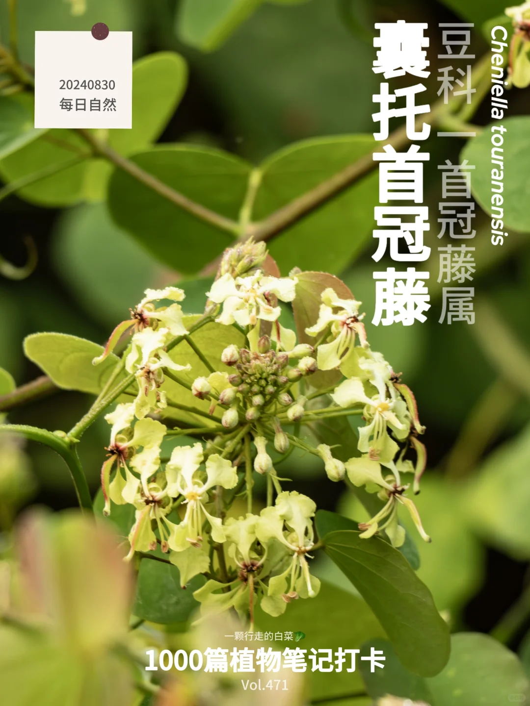植物笔记471｜绿色的“紫荆花”见过吗？
