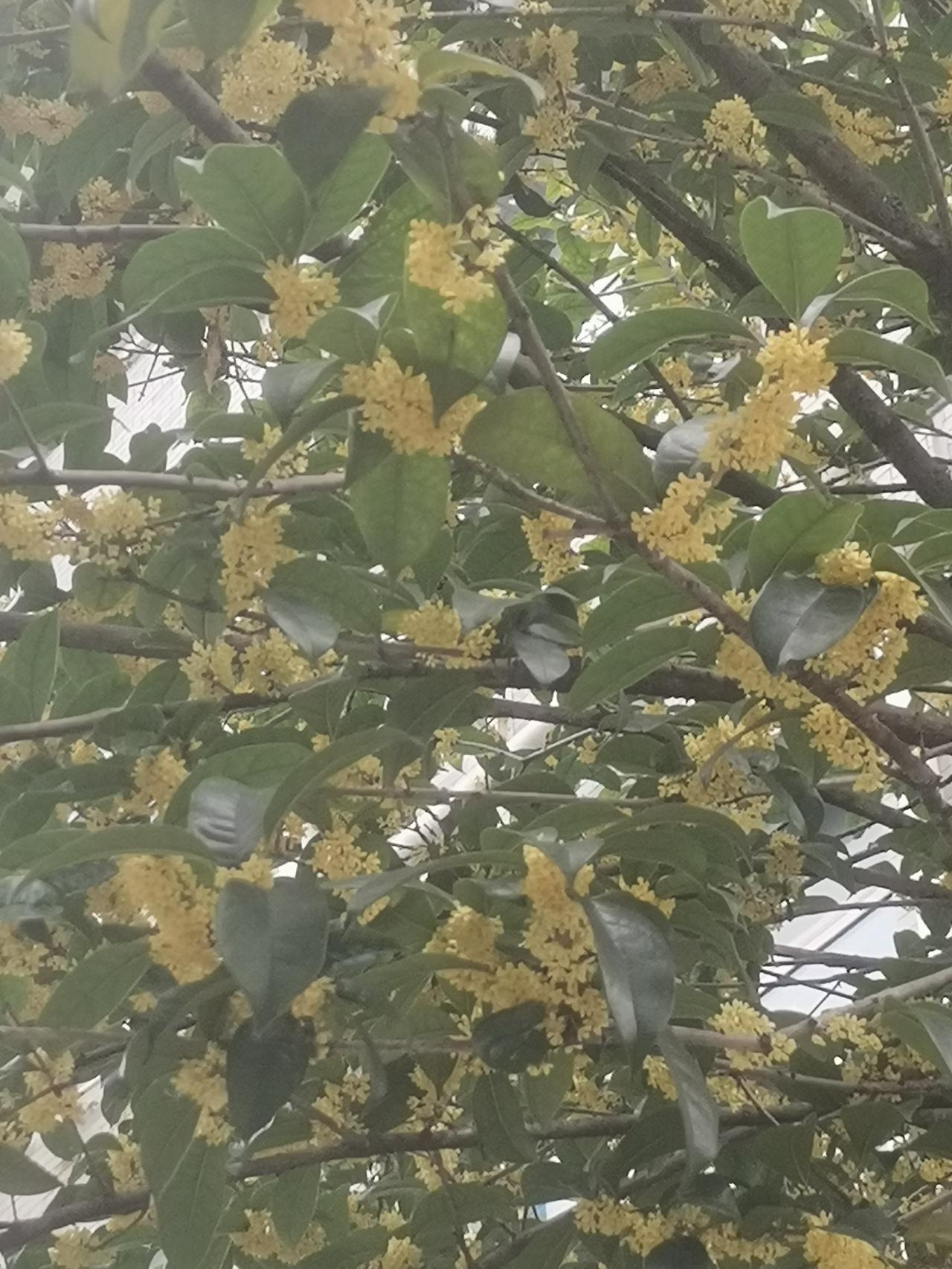 这是今天在小区拍摄的已经完全盛开的桂花。
每年的这个季节，整个城市如同洒了香水，