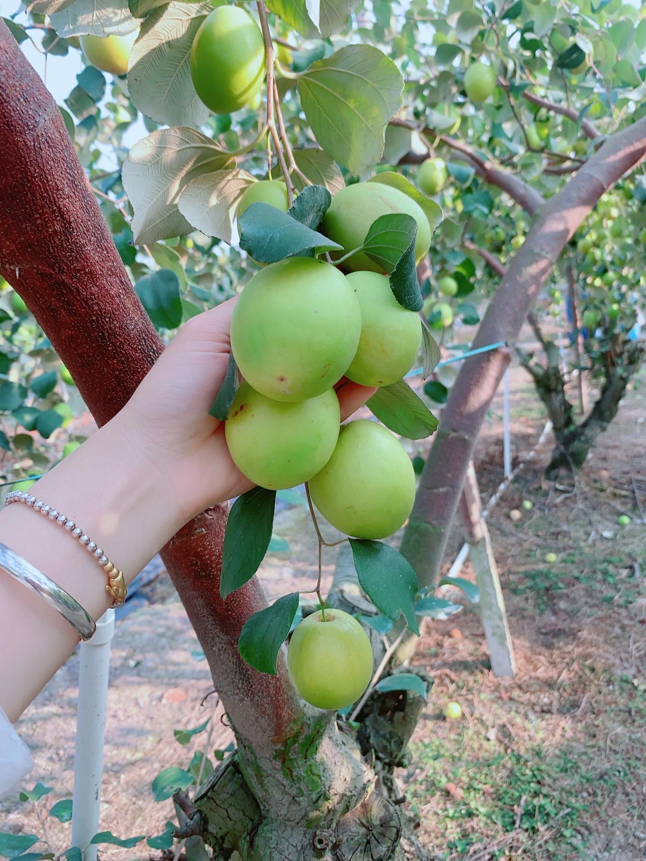周末去摘青枣！一口脆甜，把春天吃进嘴里

周末不想宅家，跟着朋友去城郊的青枣园摘