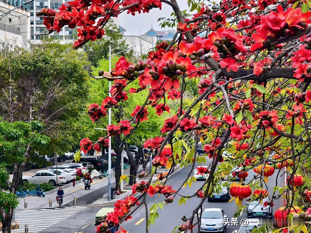 三月的佛山满城繁花，最惊艳的莫过于禅城岭南大道近10里的木棉花开。

三月的风，