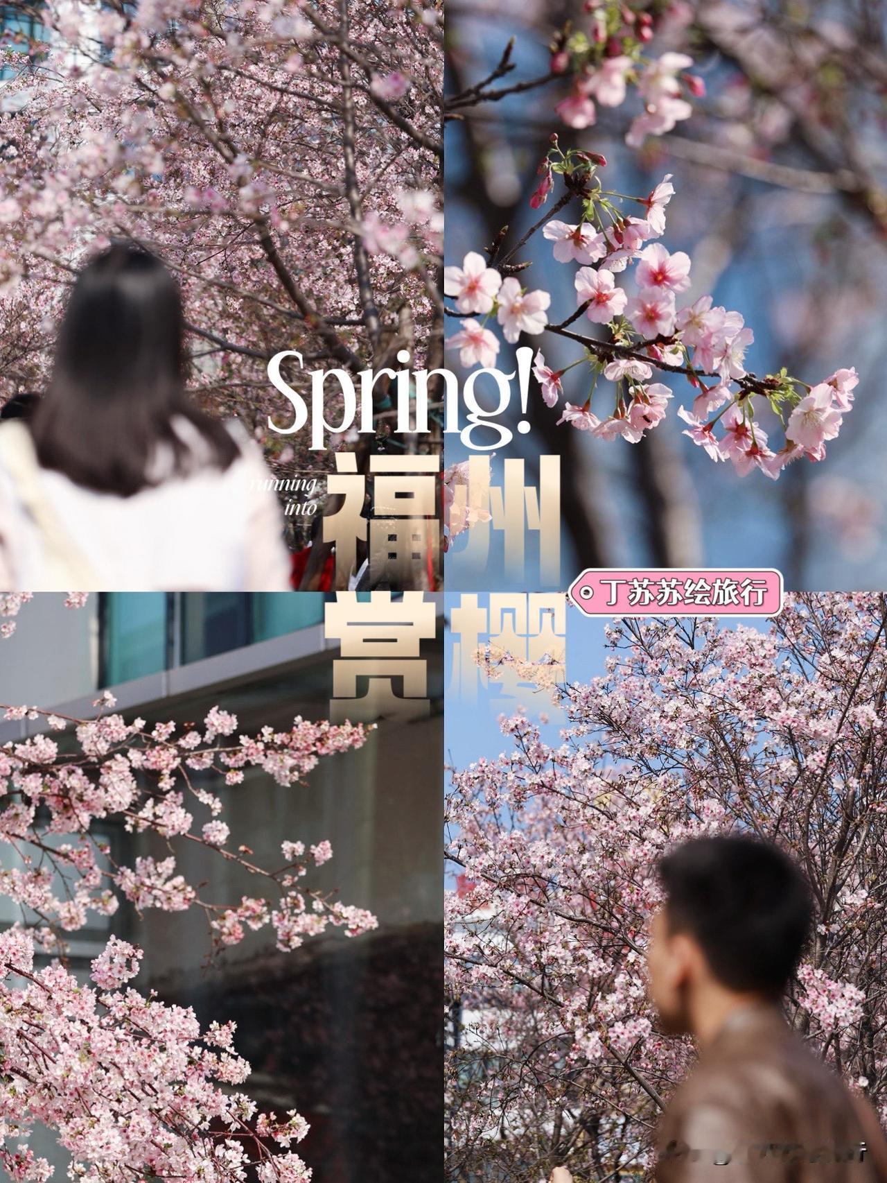 福州爱情故事在马榕地铁口开拍‼️樱花树下缺的不是摄影师，缺的是凳子
马年春节福州