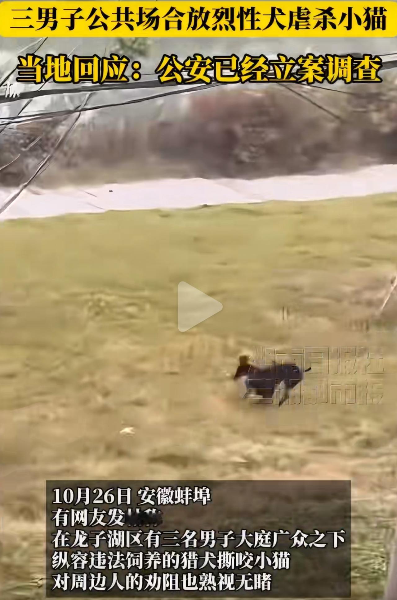 三条没拴绳的大恶狗，就在路边撕咬一只小猫，旁边三个男的站着瞅，有人喊“别让狗咬了
