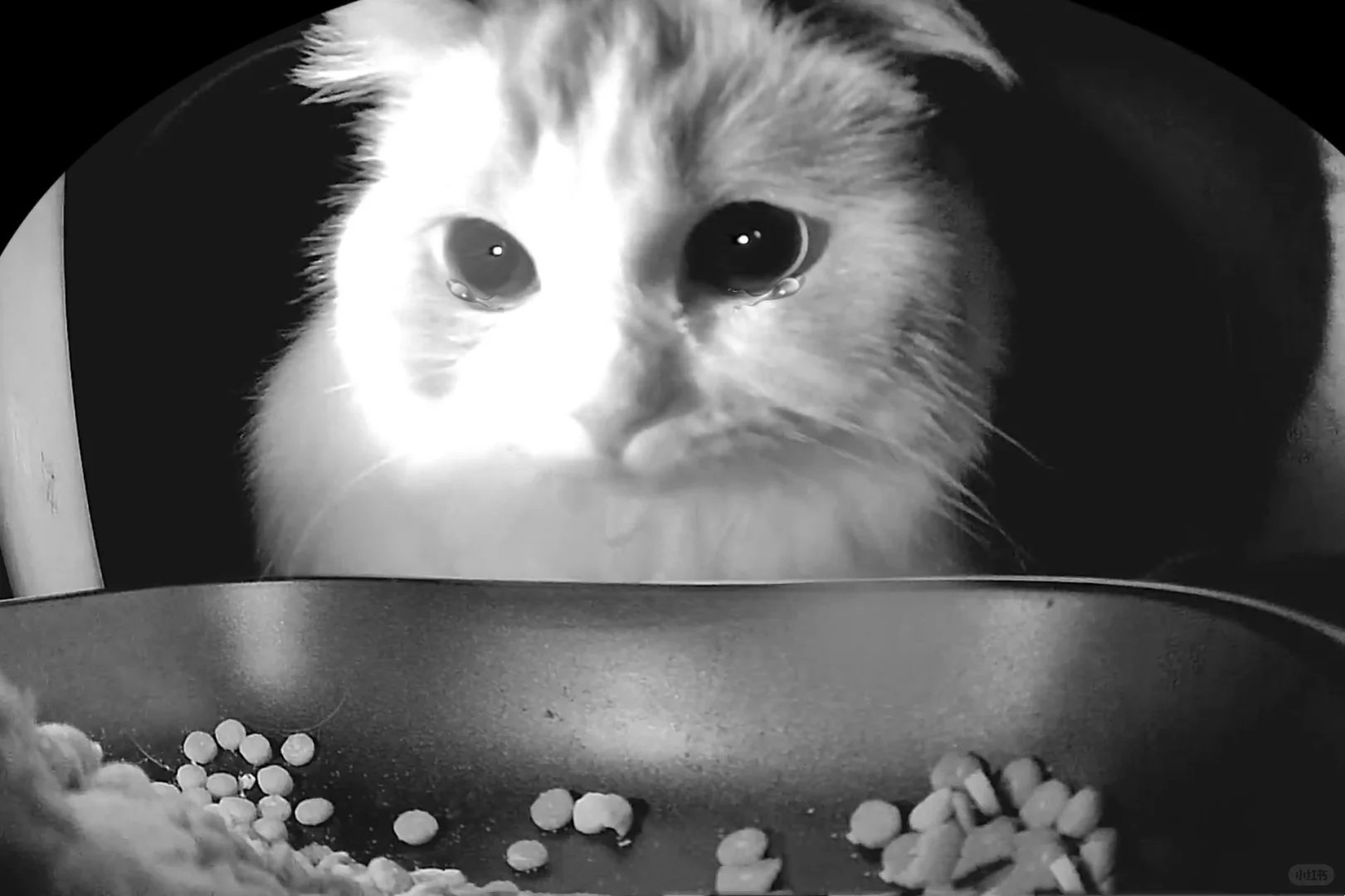 好消息，准备回国了！坏消息，猫猫绝食了…