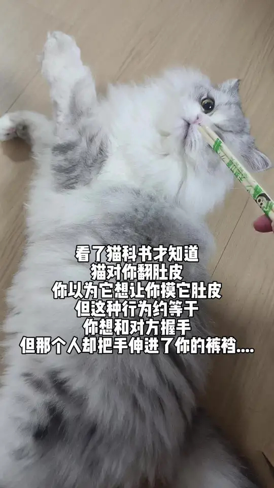 猫猫：你怎么没有边界感呀？ 