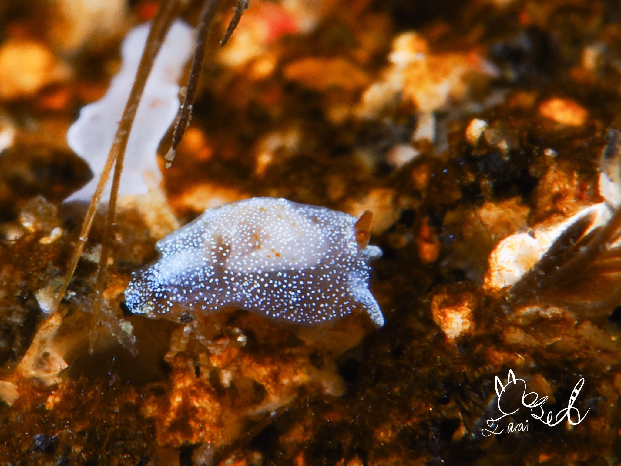 一位资深的海蛞蝓爱好者的摄影作品~~各种风格的海底“兔兔”【推：ds_araig
