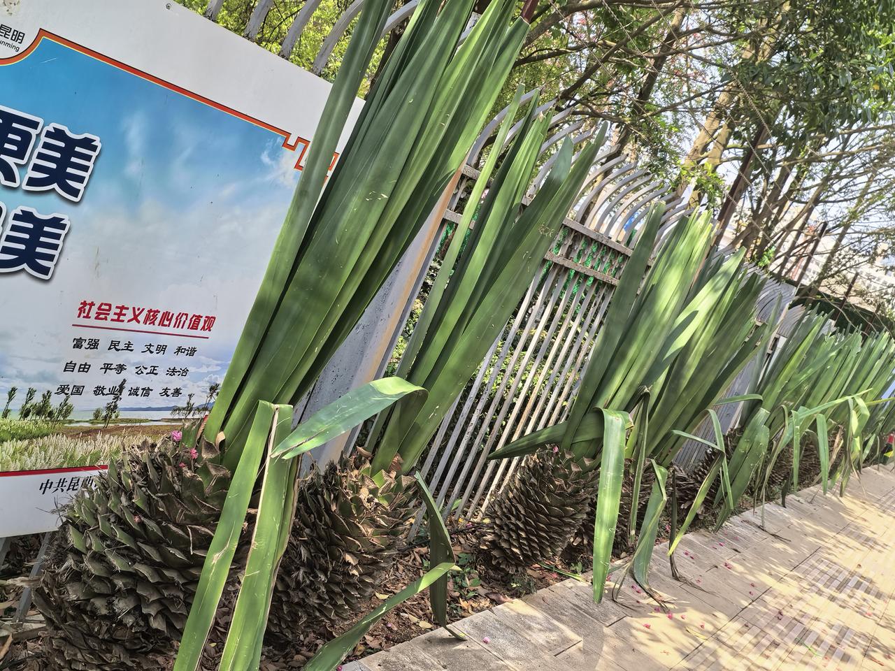 这个是什么都植物？第一次见到过，不是芦荟吧！