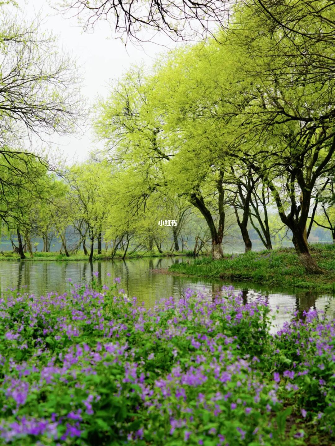 春天一定要去茅家埠！西湖边的YYDS