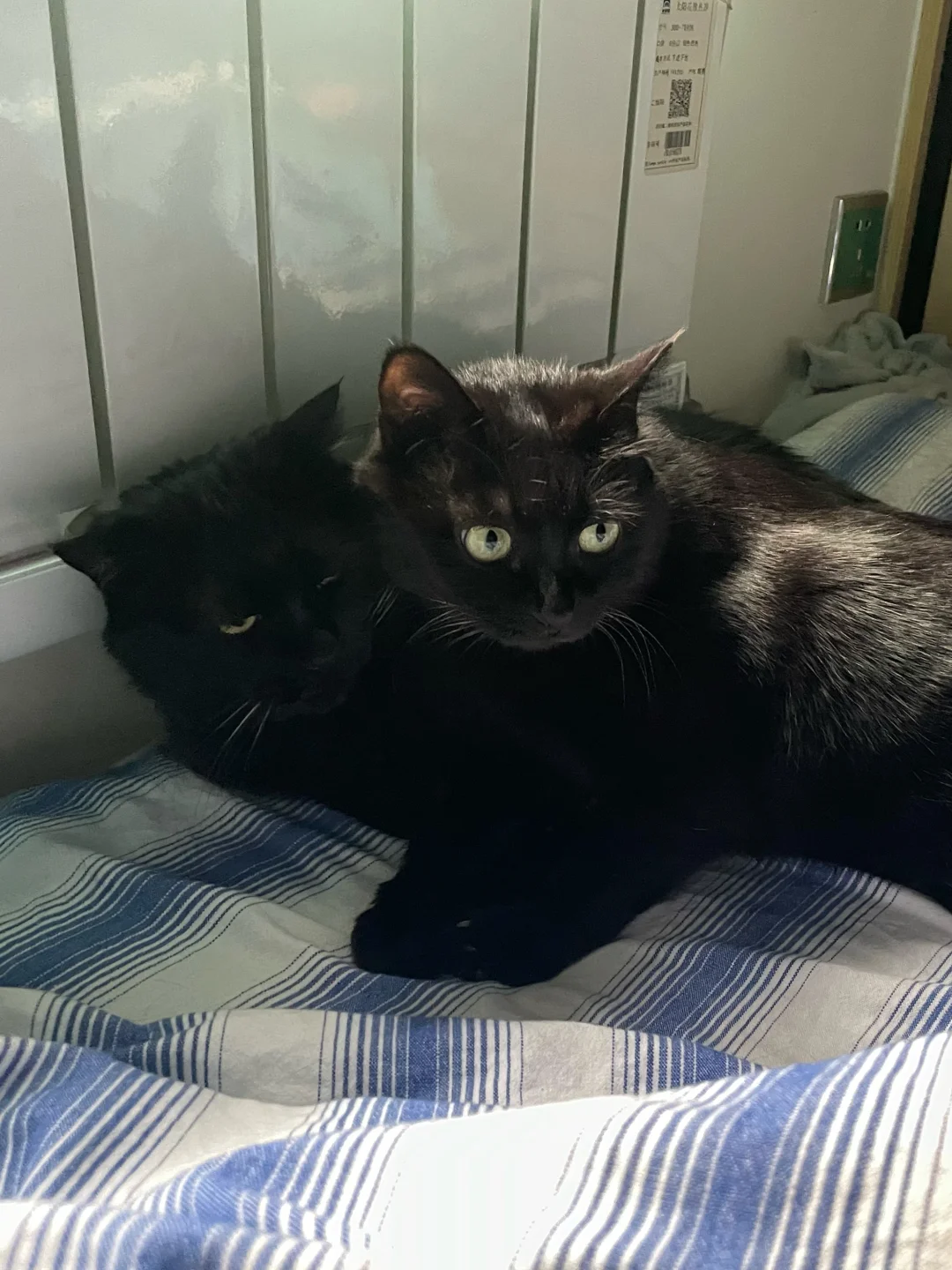 这是一只双头猫…请做出选你的选择 ✅