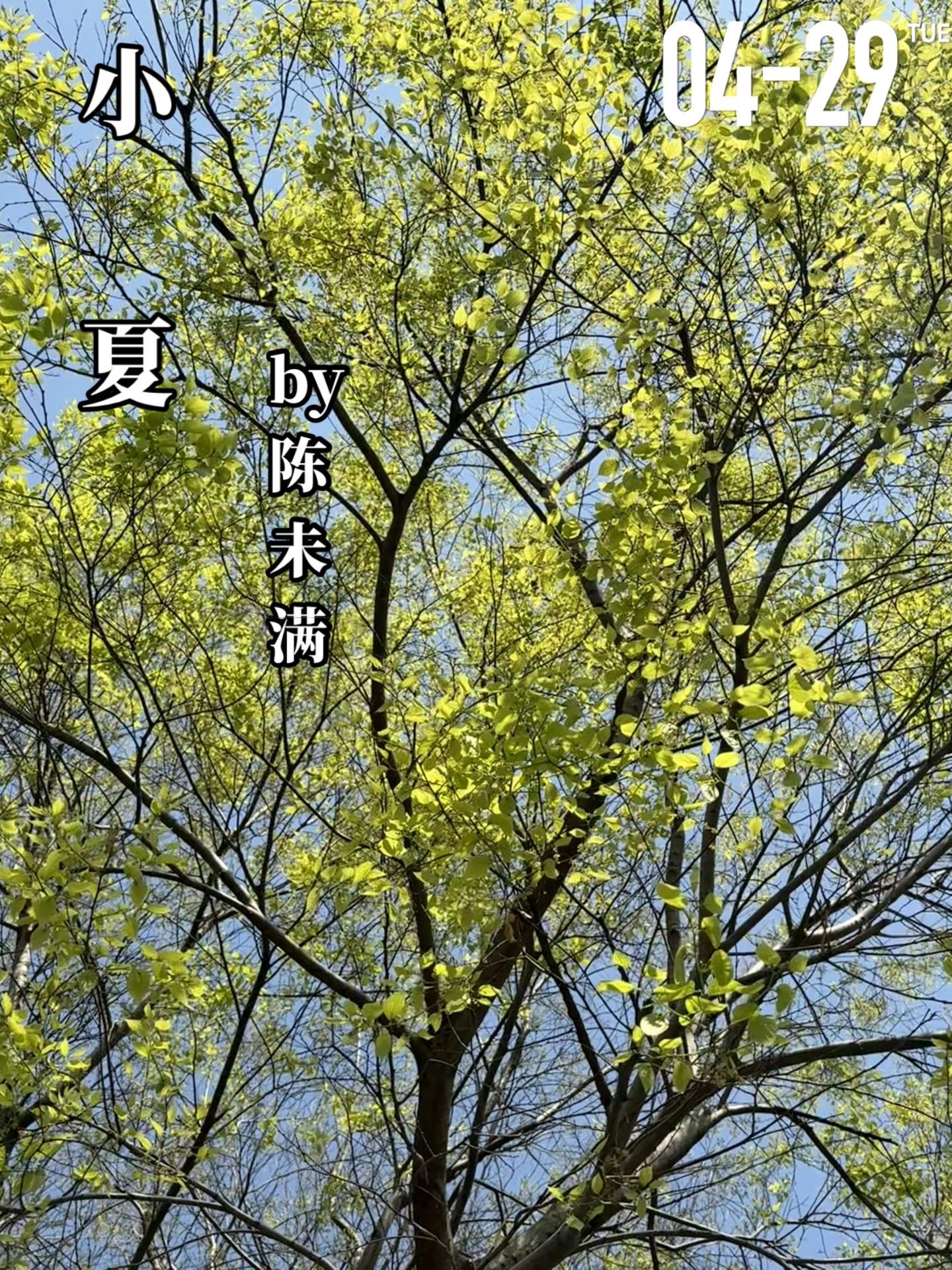 《小夏》by陈未满。小夏是个孤儿，自小生活在福利院，小夏虽心智不全，但...