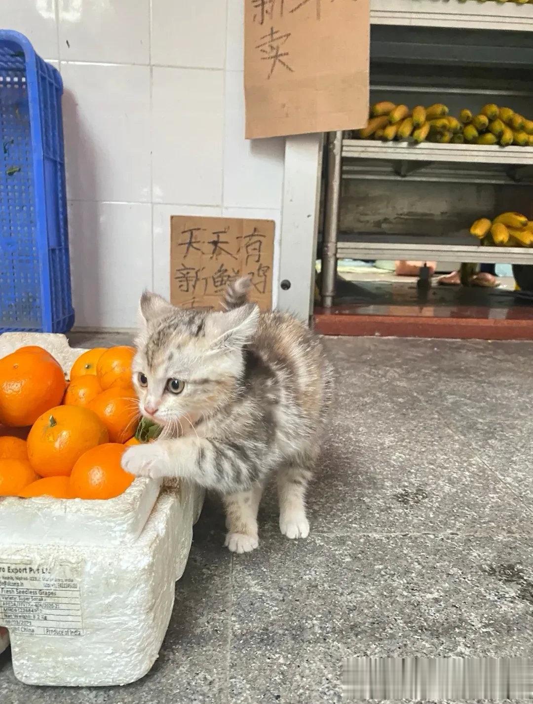 还没满月就出来打工了牵了我的手，就要买我家的橘子哦！