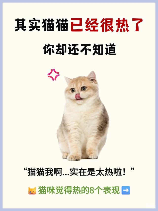 其实猫猫已经很热了🔥你却还不知道❗