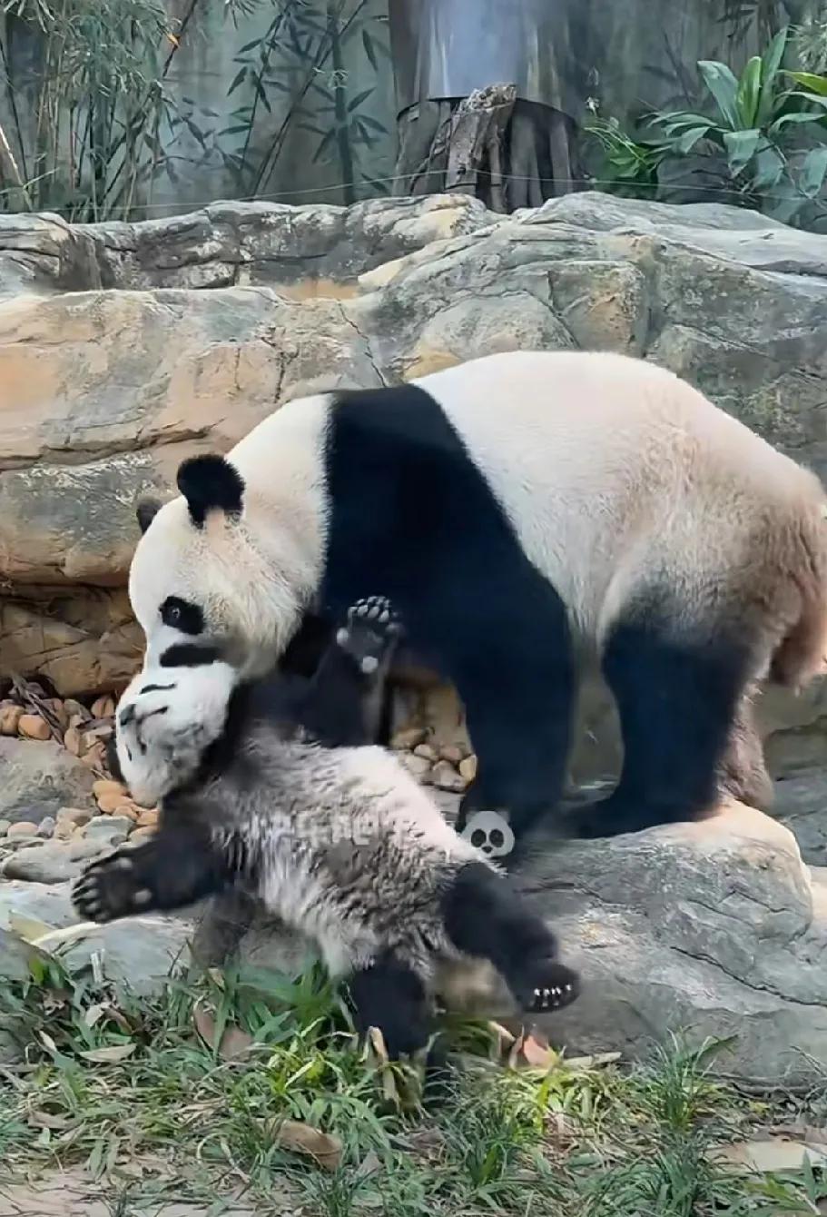 妹猪：妈咪，别当着这么多姨姨打我呀！我们小熊熊也是要面子的呀！[泪奔][泪奔][