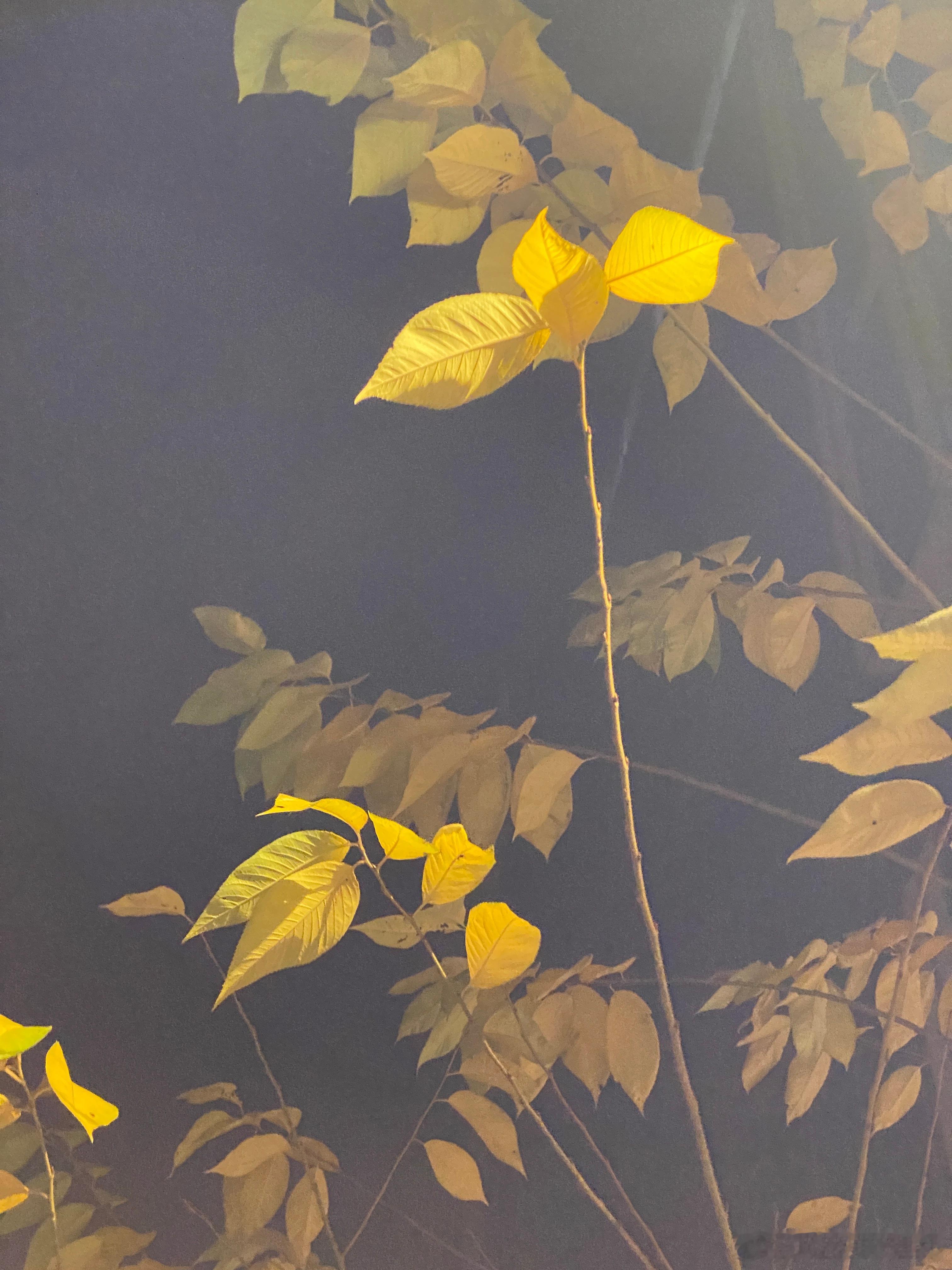 灯影下的秋叶。这个感觉有点像什么画风来着？ 