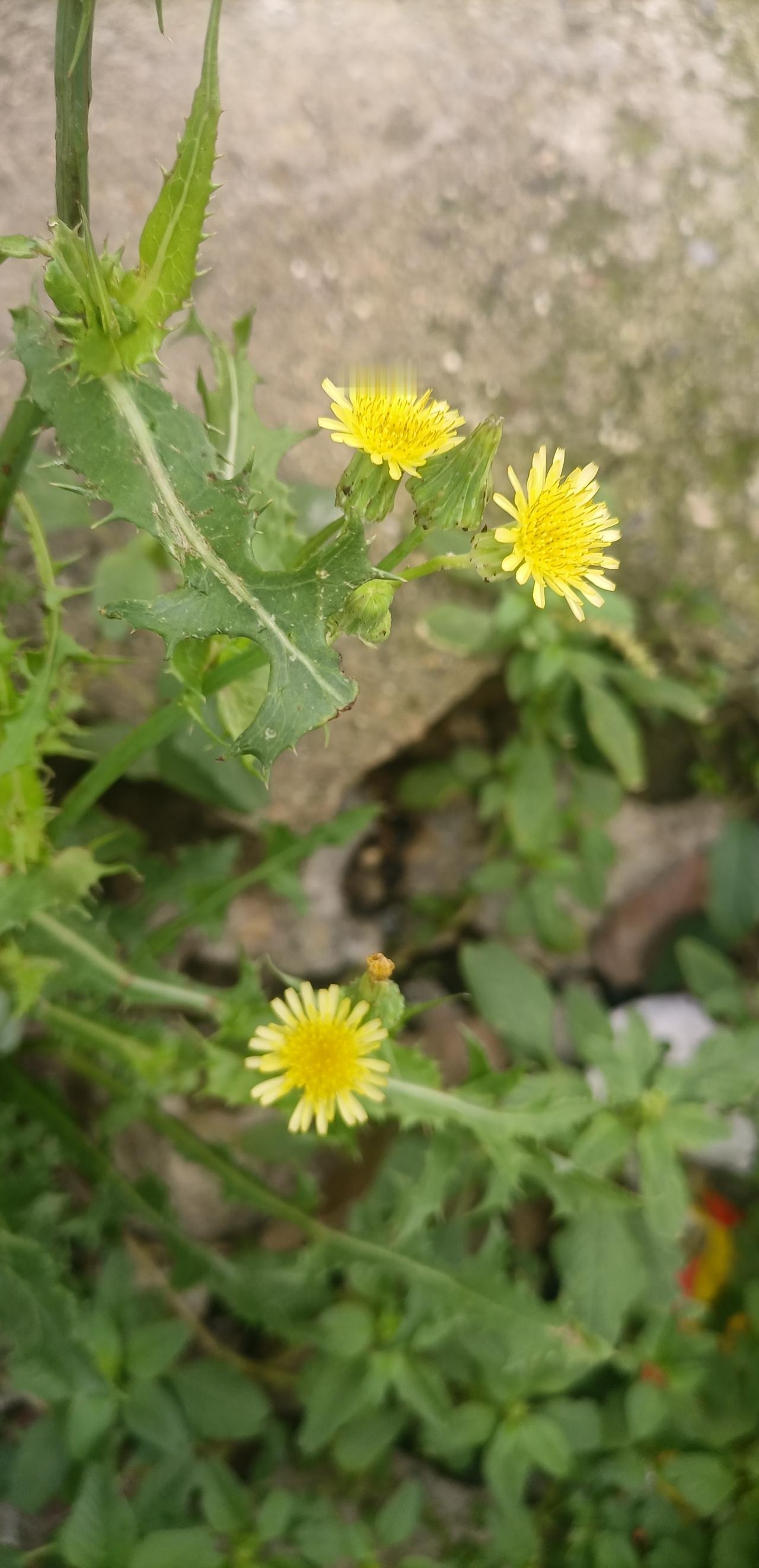 【夏之韵·墙缝里长岀的野花】晒晒随手拍的花
野花的生命力。
我们现在走的每一步都
