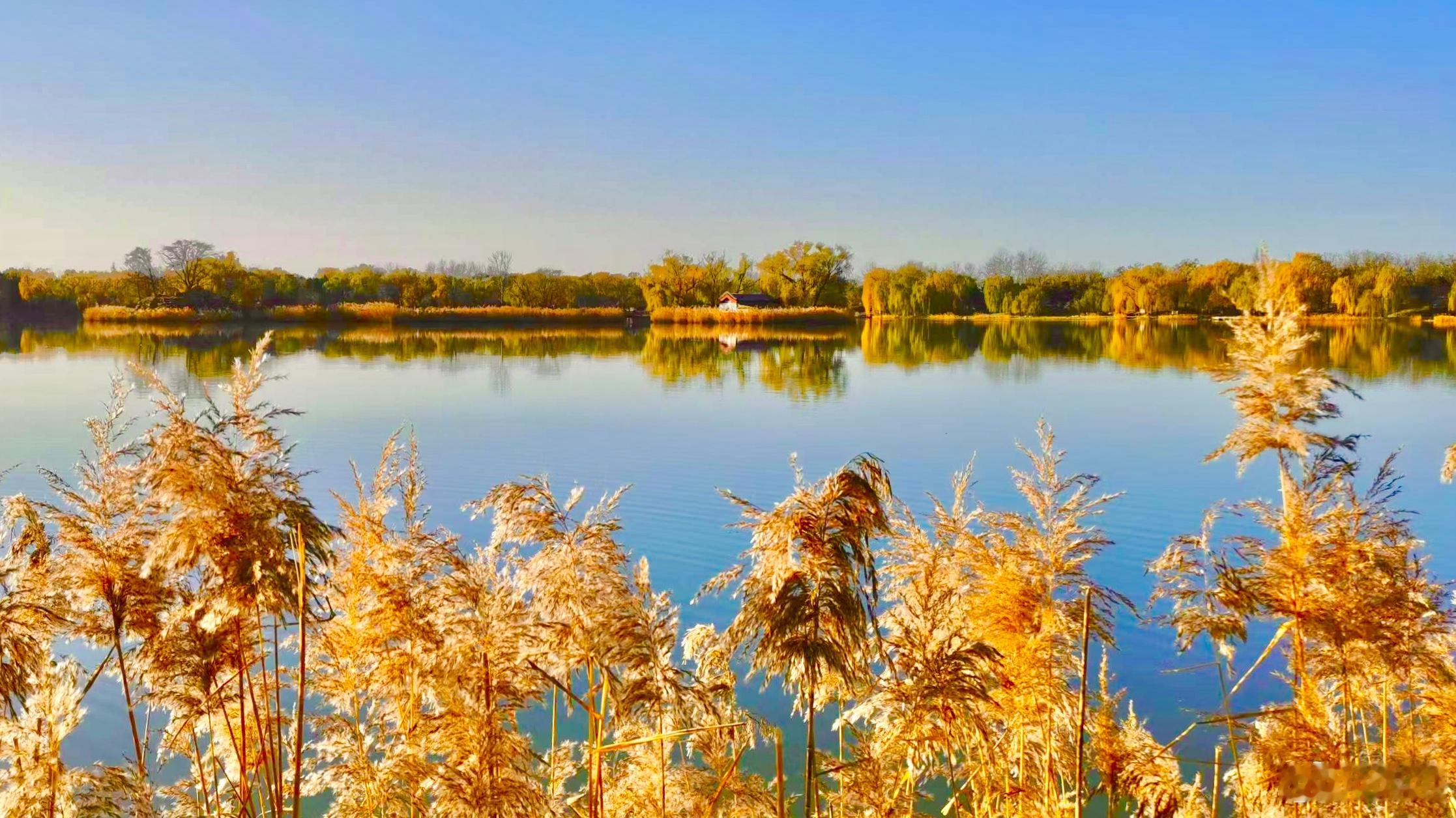 【北京圆明园遗址公园】柳丝垂金澹澹秋，芦花摇白浅深流。福海风清波光皱，一天晴碧漫