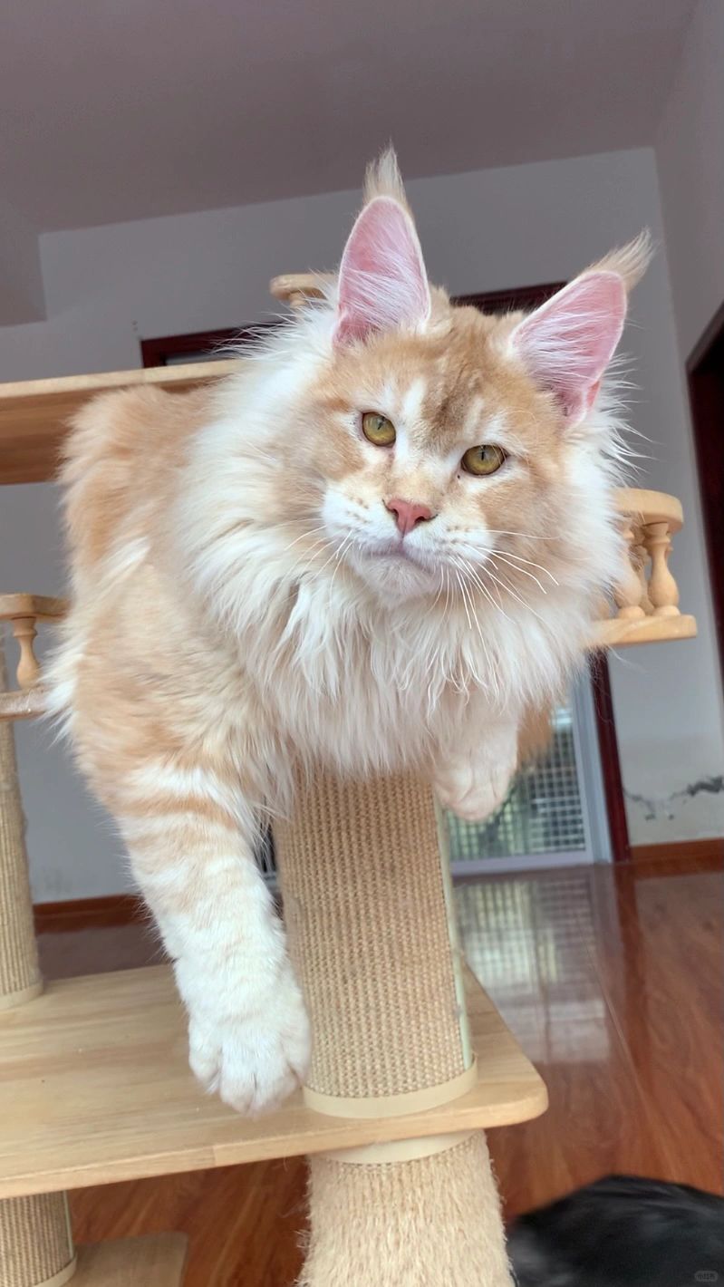 温柔的巨人缅因猫猫香啊