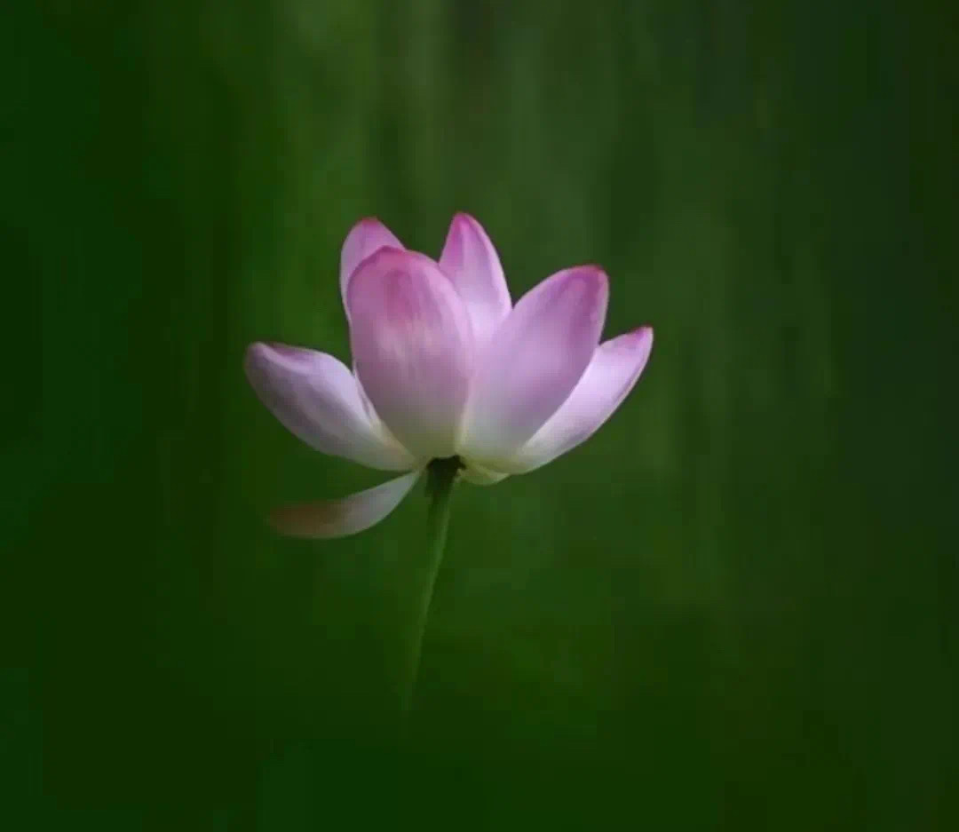 人生最高的智慧，从来不是争强好胜，而是懂得收敛。 