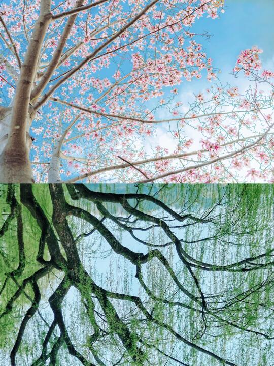 交换春天｜将春天一分为二