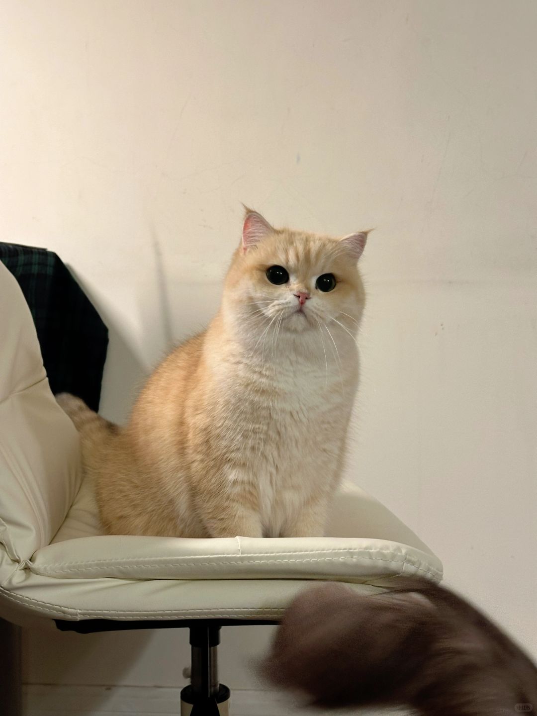 🐾 好奇修猫咪