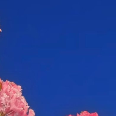 森林驿站 我等你到三十五岁k 紫薇花1. 栽培方式：园土+腐叶土+粗沙，普通疏松