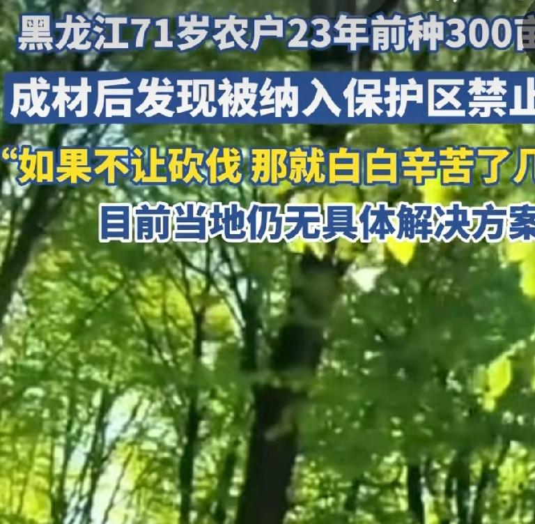 杨树属于速生经济林，通常几年便会砍伐，可这里的杨树为何二十三年都未砍伐呢？当然，