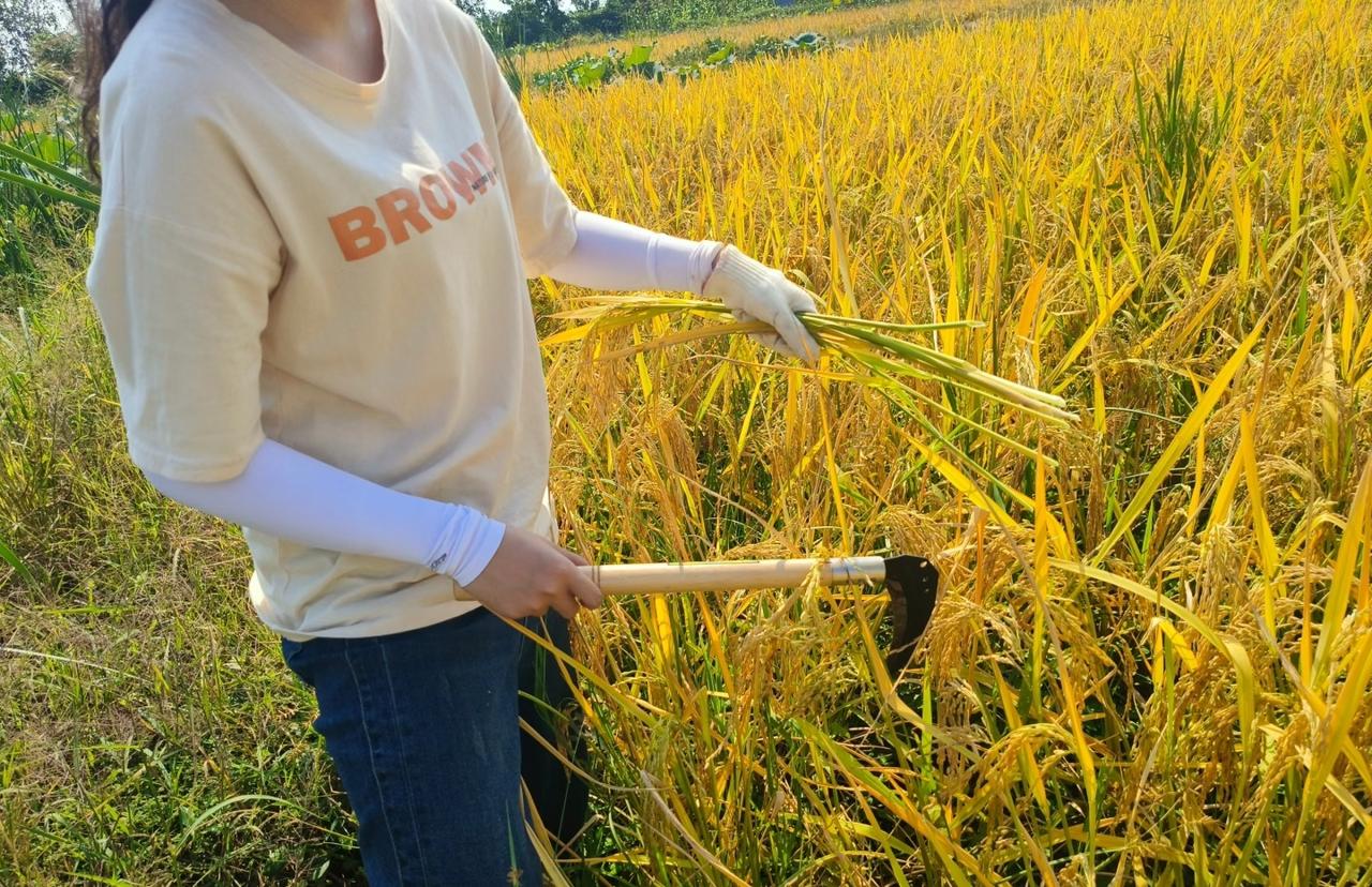 我们小时候学校有一个活动叫勤工俭学，是什么样的活动呢？就是自己扎扫把，学校里打扫