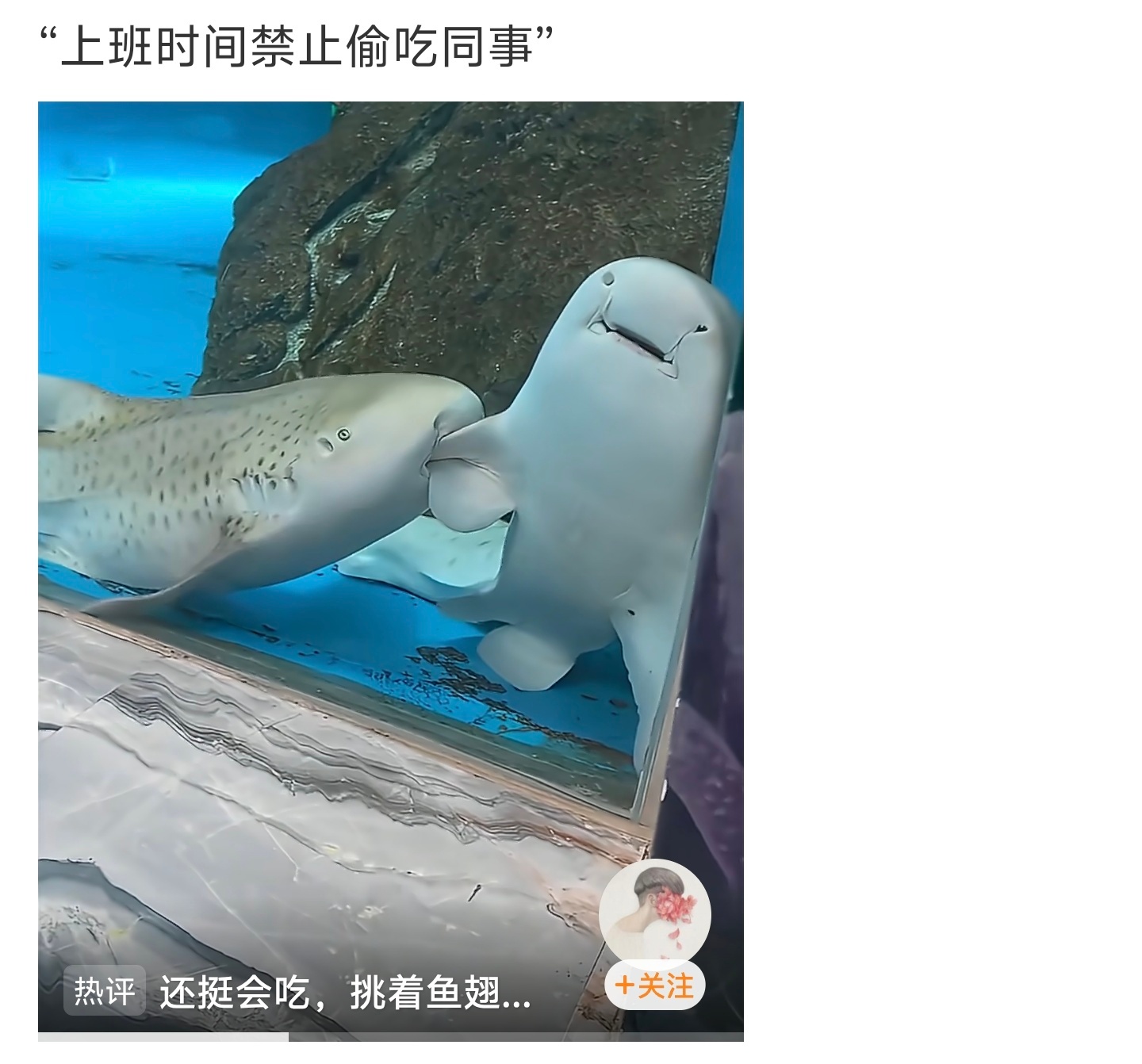 上班时间禁止偷吃同事这类在动物园内很常见，这种微妙的关系要处理好，特别是那种一大