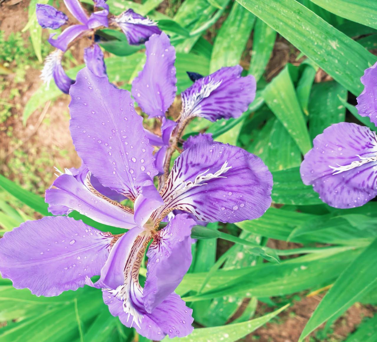 鸾尾花
晨露刚吻过花瓣的褶皱，花瓣羞涩的说，我是春天的信使，白色的流苏是我的羽毛
