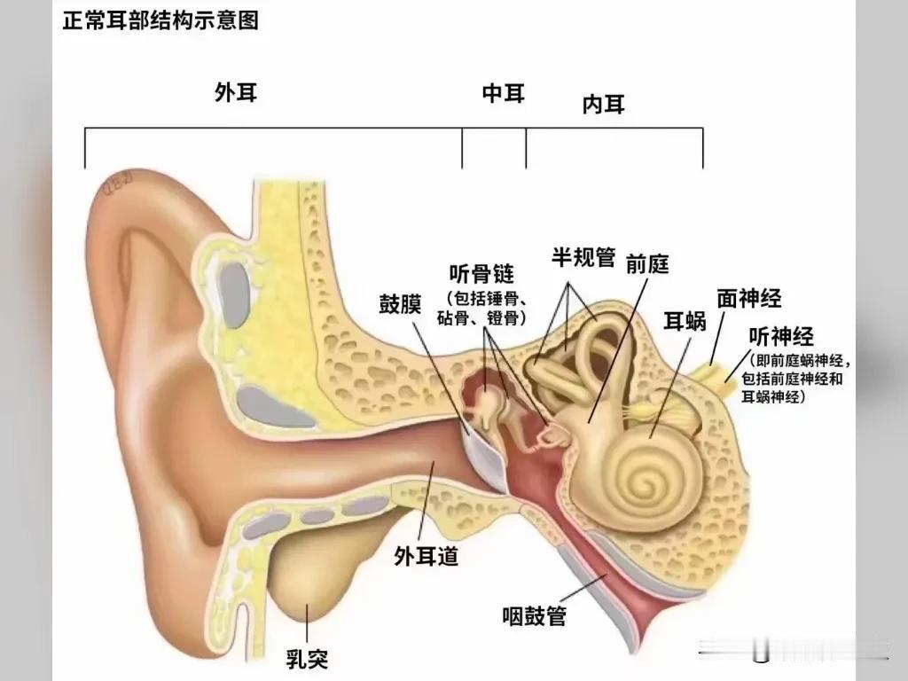 谷老师详实的解说，堪称耳科学教材，在通俗易懂中学到了养耳用耳知识。

生活处处皆