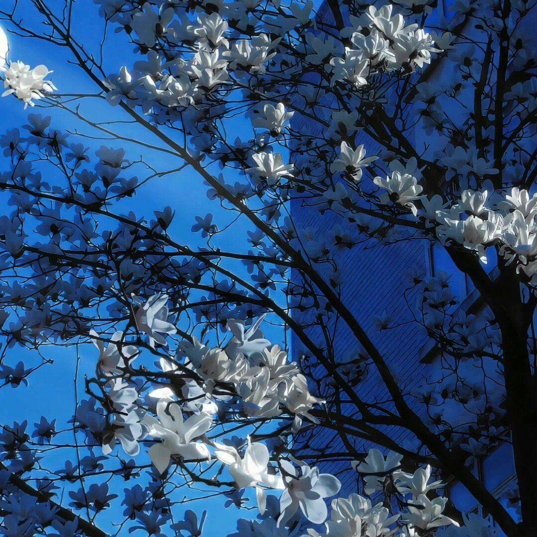 𝐒𝐇𝐀𝐑𝐄｜小众背景图｜夏天的风🍏 