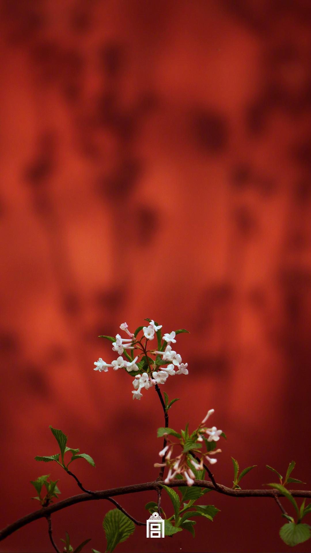 晚安  春天，正是赏花的季节～白天游走街边，欣赏到了诸多美景，期待晚上全部入梦～